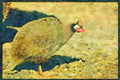 Farm Animals 066077 Guinea Fowl A4 Limited Edition Watercolour Print