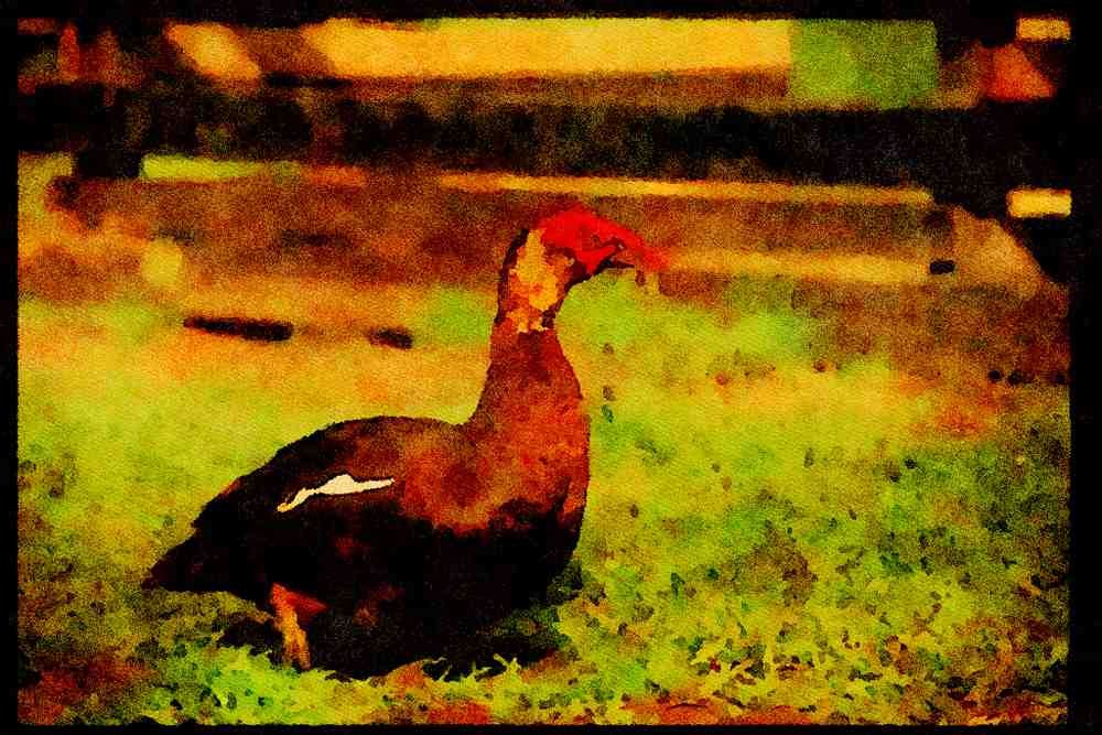Farm Animals 066078 Muskovy A4 Limited Edition Watercolour Print