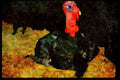 Farm Animals 066079 Domestic Turkey A4 Limited Edition Watercolour Print