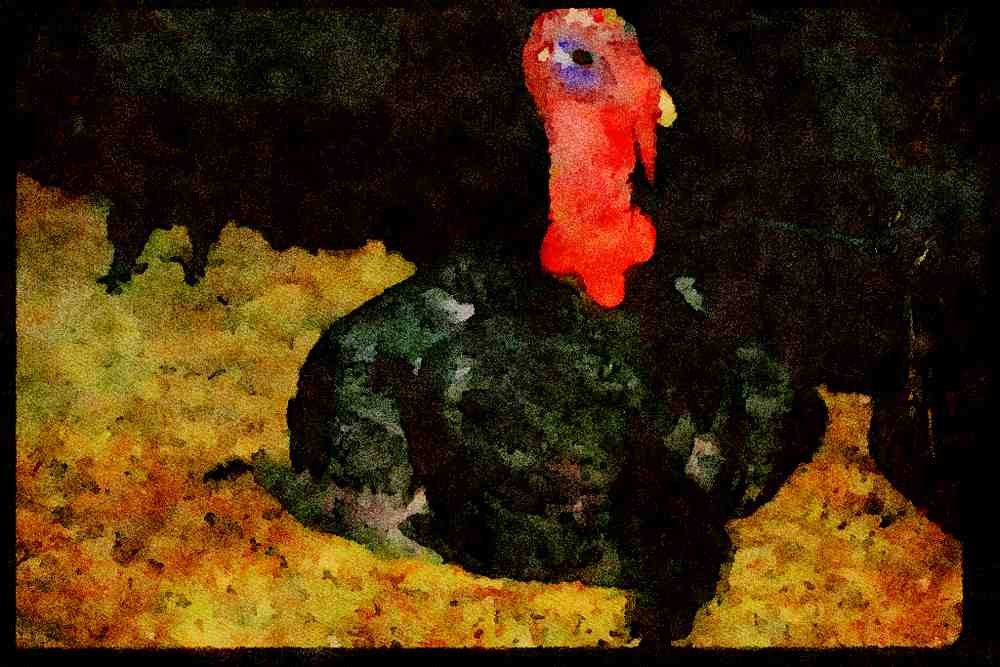Farm Animals 066079 Domestic Turkey A4 Limited Edition Watercolour Print