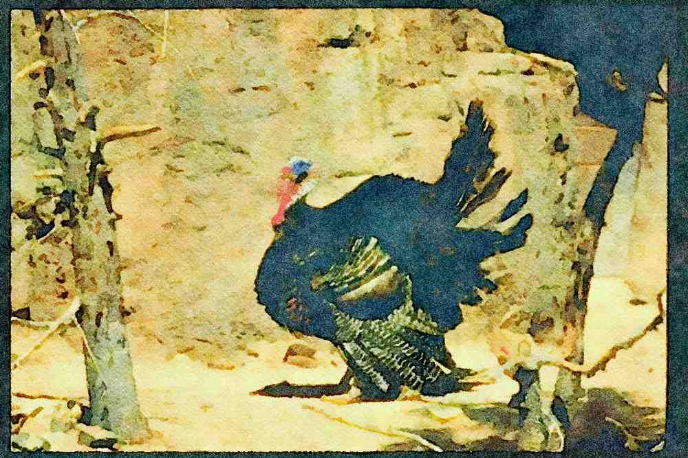 Farm Animals 066080 Wild Turkey A4 Limited Edition Watercolour Print