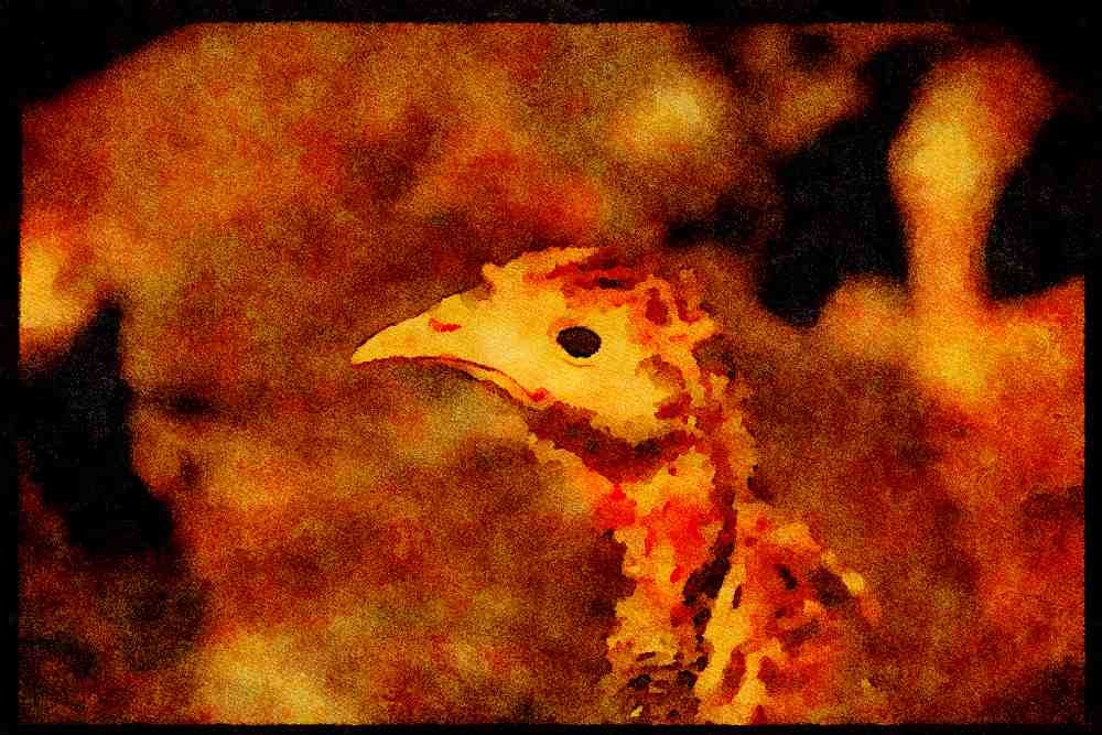 Farm Animals 066081 Young Turkey A4 Limited Edition Watercolour Print