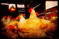 Farm Animals 066082 Meat Chickens A4 Limited Edition Watercolour Print