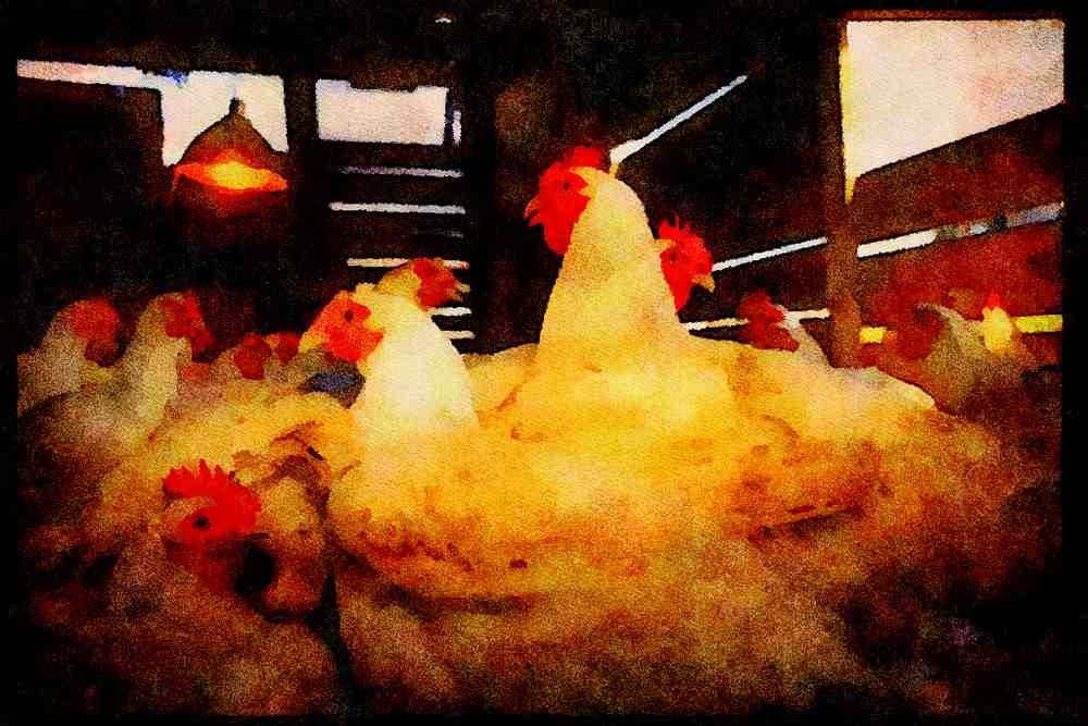 Farm Animals 066082 Meat Chickens A4 Limited Edition Watercolour Print