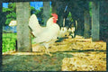 Farm Animals 066083 Layers (Hens And Roosters) A4 Limited Edition Watercolour Print