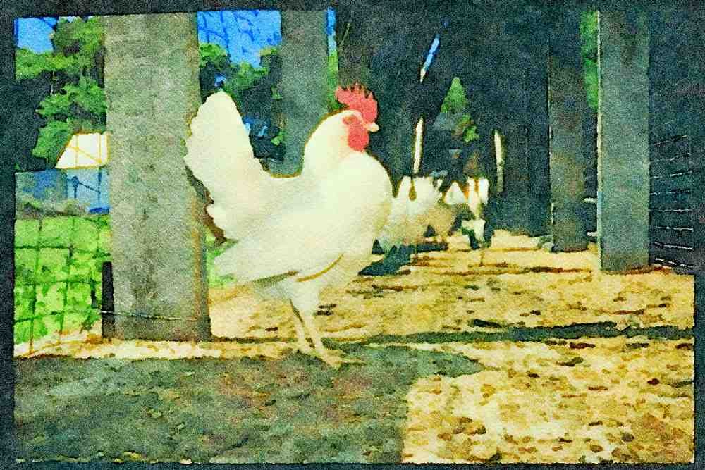 Farm Animals 066083 Layers (Hens And Roosters) A4 Limited Edition Watercolour Print