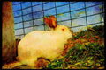 Farm Animals 066085 Rabbit A4 Limited Edition Watercolour Print