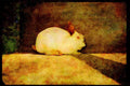 Farm Animals 066086 Rabbit A4 Limited Edition Watercolour Print