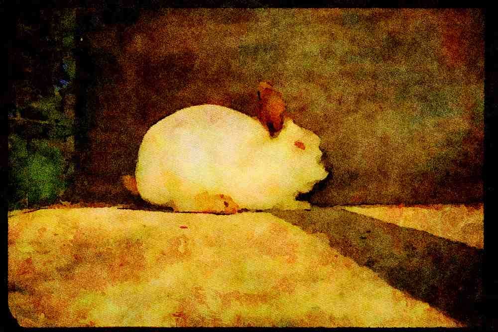Farm Animals 066086 Rabbit A4 Limited Edition Watercolour Print
