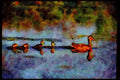 Farm Animals 066089 Mother Mallard Duck With Chicks A4 Limited Edition Watercolour Print