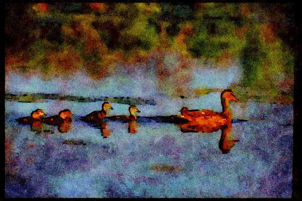 Farm Animals 066089 Mother Mallard Duck With Chicks A4 Limited Edition Watercolour Print