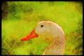 Farm Animals 066090 Domestic Duck A4 Limited Edition Watercolour Print