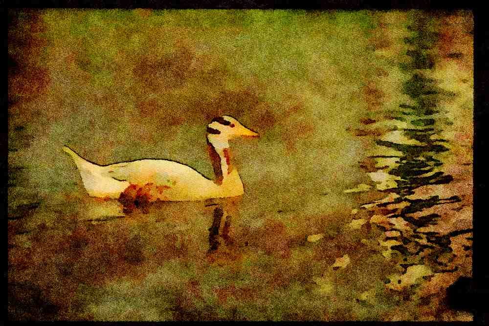 Farm Animals 066091 Bar headed Goose A4 Limited Edition Watercolour Print
