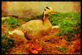 Farm Animals 066092 Bar headed Goose A4 Limited Edition Watercolour Print