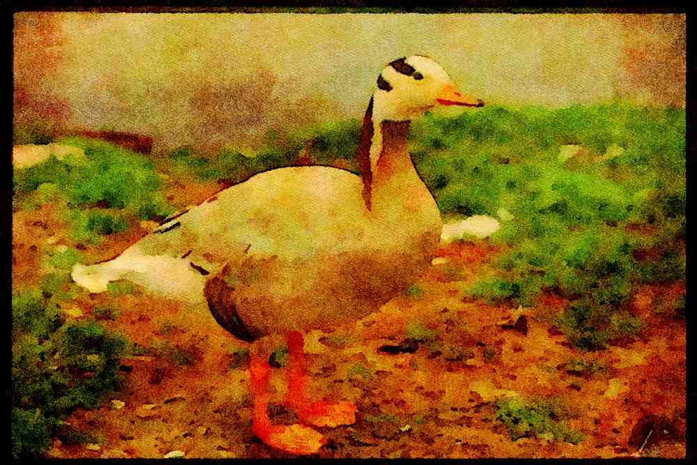 Farm Animals 066092 Bar headed Goose A4 Limited Edition Watercolour Print