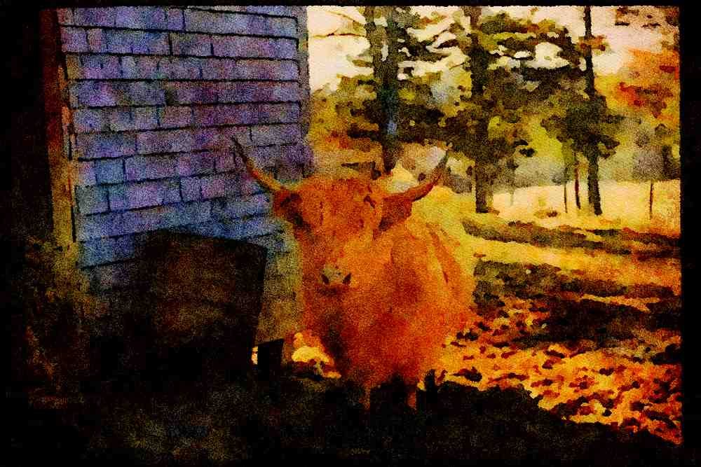 Farm Animals 066093 Highland Cattle A4 Limited Edition Watercolour Print