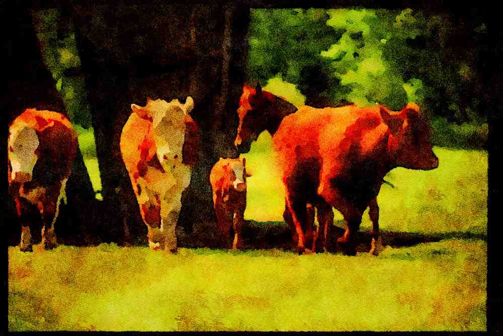 Farm Animals 066094 Cows A4 Limited Edition Watercolour Print
