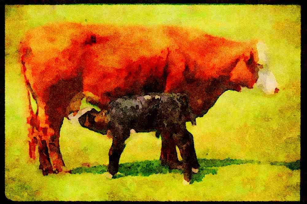 Farm Animals 066096 Cow And Calf A4 Limited Edition Watercolour Print