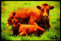 Farm Animals 066098 Cow And Calf A4 Limited Edition Watercolour Print