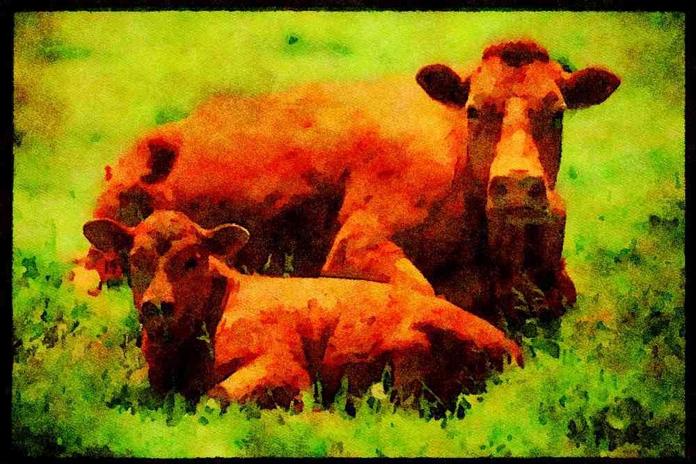 Farm Animals 066098 Cow And Calf A4 Limited Edition Watercolour Print