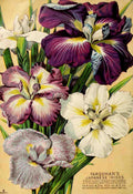 Farquhars bulbs 1902 A4 Photo Print