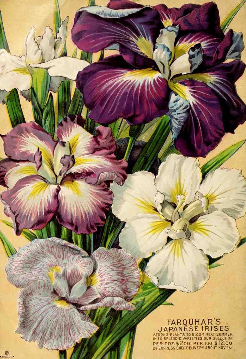 Farquhars bulbs 1902 A4 Photo Print