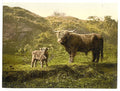 Father and son highland cattle Vintage A4 Photo Print