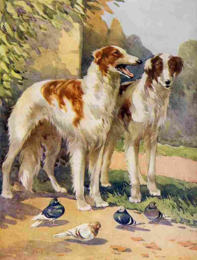 Favourite Animals c1928 Lurchers A4 Photo Print
