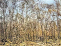 Ferdinand Hodler the beech forest 1885 Art A4 Photo Print