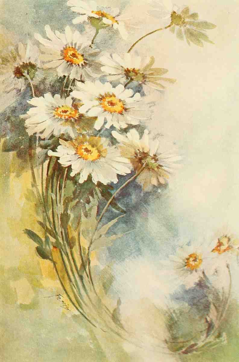 Ferris Ida M b1860 Keramic Studio 1899 1920 Daisies A4 Photo Print