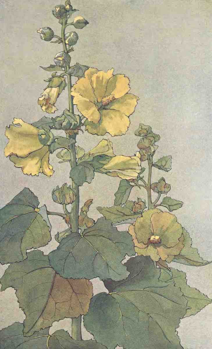 Fewsmith Mary H Keramic Studio 1899 1920 Yellow Hollyhocks A4 Photo Print
