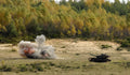 Fgm148 Javelin 5 A4 Photo Print