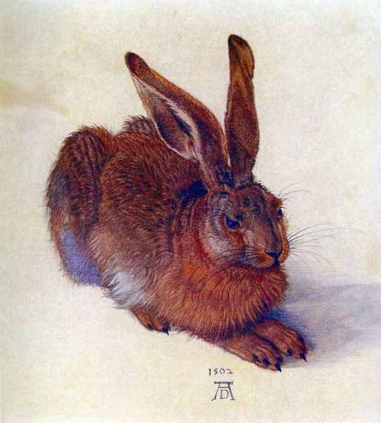 Field hare by Durer A4 Photo Print