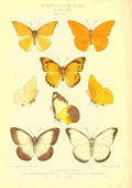 Fisher Maud Hormanexotica 1887 Appias A4 Photo Print