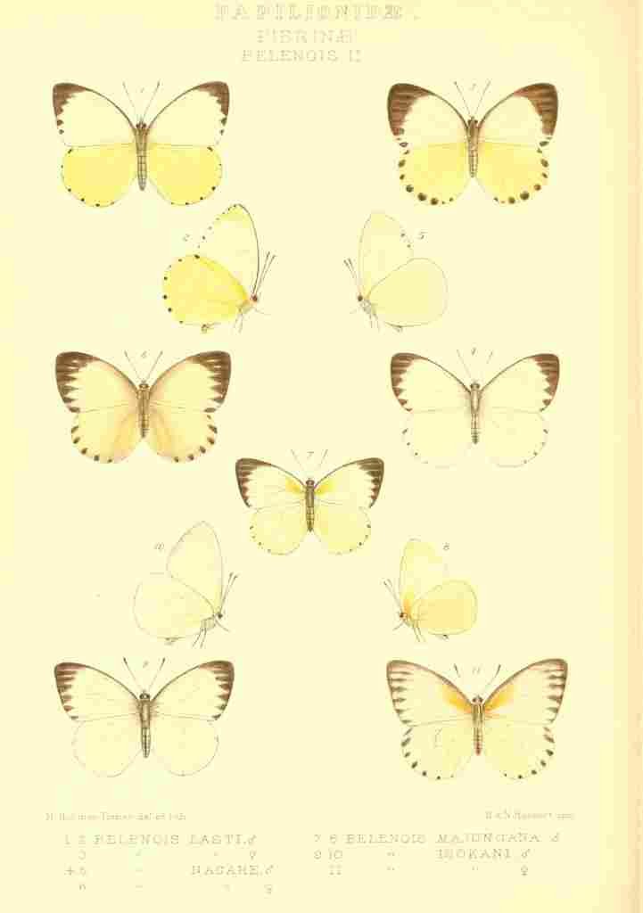 Fisher Maud Hormanexotica 1887 Belenois A4 Photo Print