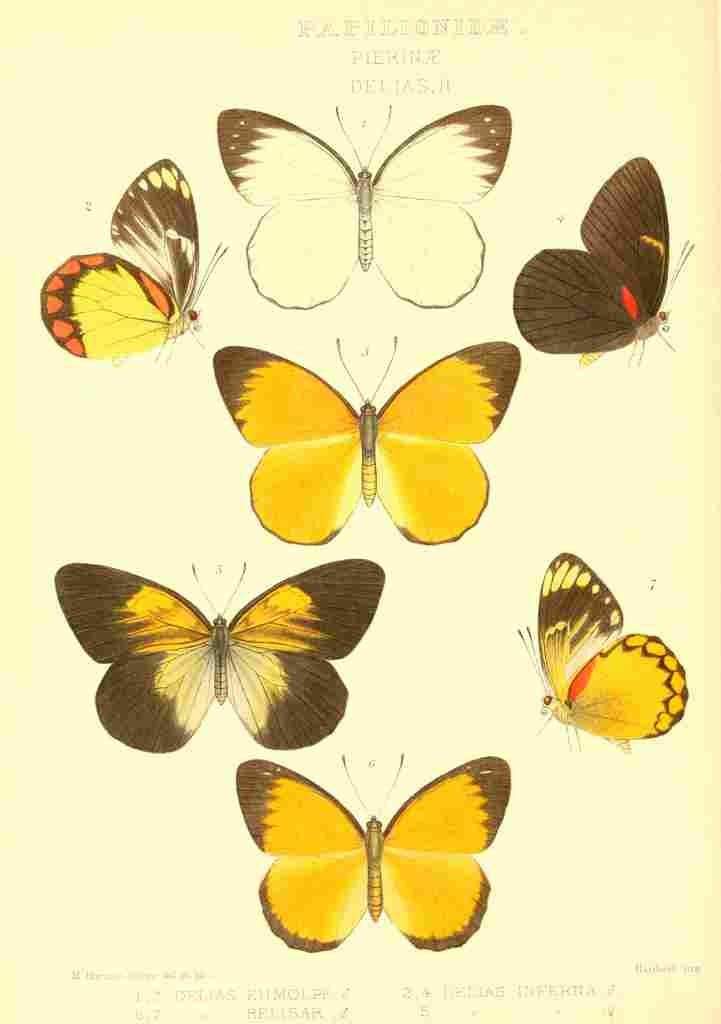 Fisher Maud Hormanexotica 1887 Delias 1 A4 Photo Print