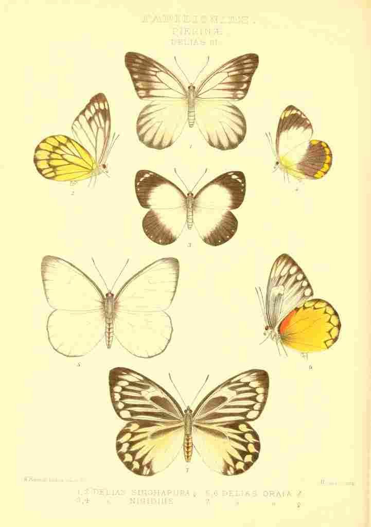 Fisher Maud Hormanexotica 1887 Delias 2 A4 Photo Print