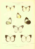 Fisher Maud Hormanexotica 1887 Delias 3 A4 Photo Print