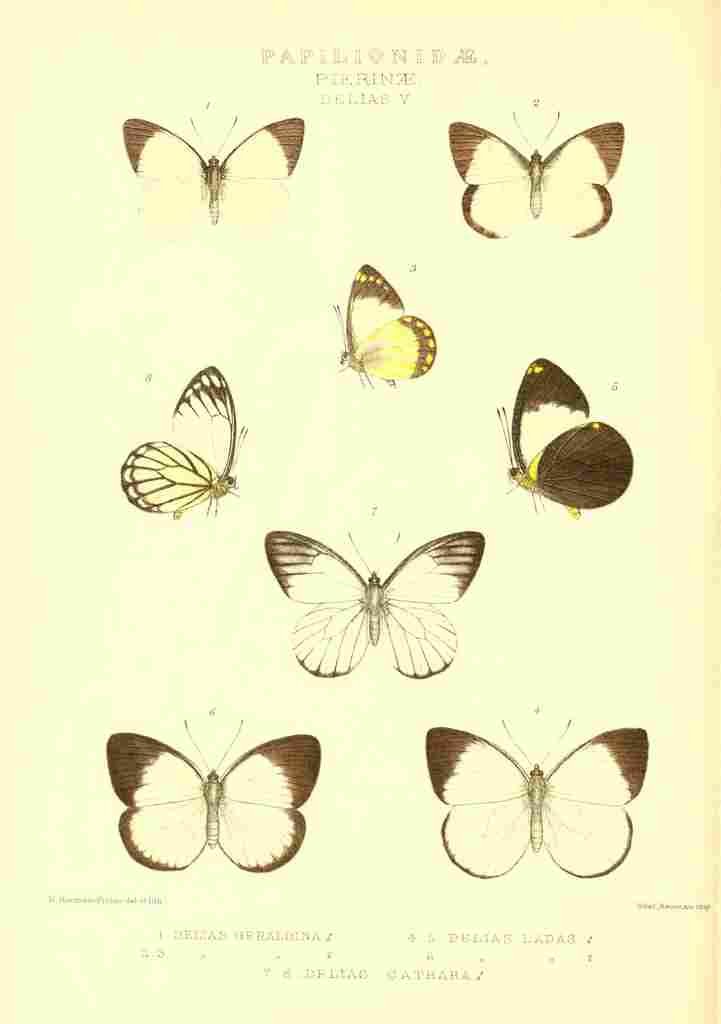 Fisher Maud Hormanexotica 1887 Delias 3 A4 Photo Print