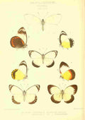 Fisher Maud Hormanexotica 1887 Delias 4 A4 Photo Print