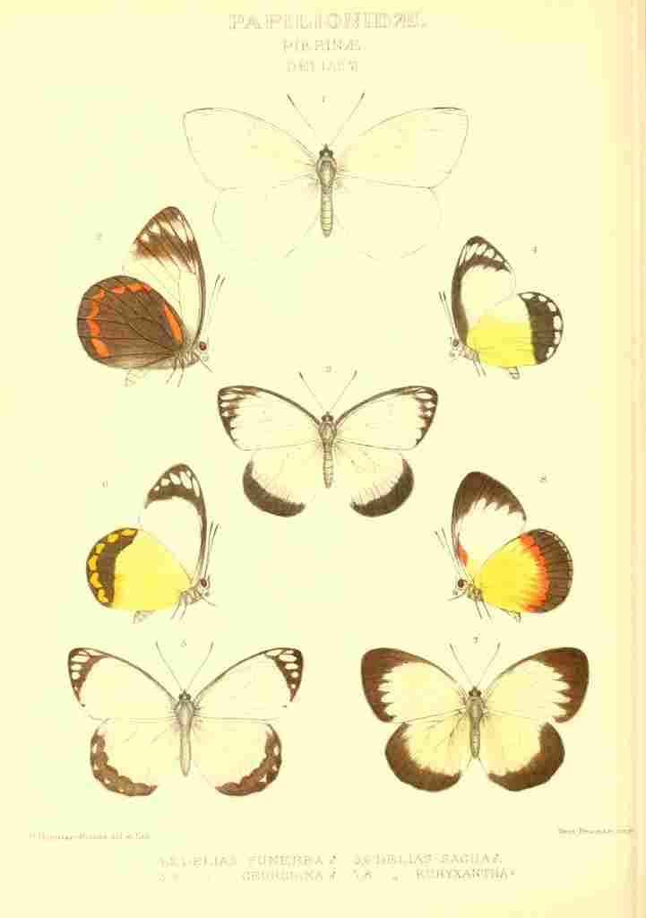 Fisher Maud Hormanexotica 1887 Delias 4 A4 Photo Print