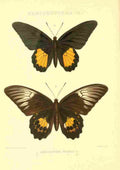 Fisher Maud Hormanexotica 1887 Ornithoptera Riedeli A4 Photo Print