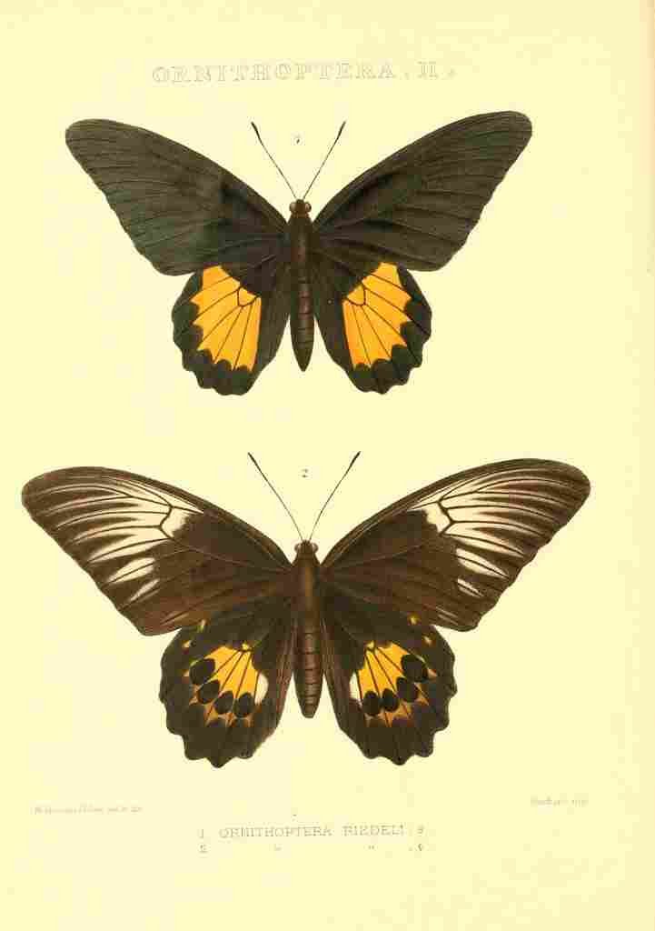Fisher Maud Hormanexotica 1887 Ornithoptera Riedeli A4 Photo Print