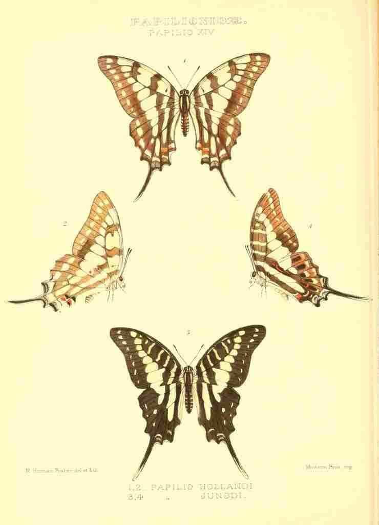 Fisher Maud Hormanexotica 1887 Papilio Hollandi A4 Photo Print