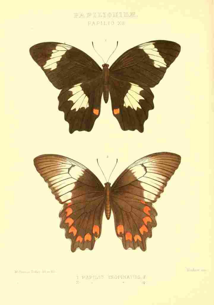 Fisher Maud Hormanexotica 1887 Papilio Inopinatus A4 Photo Print