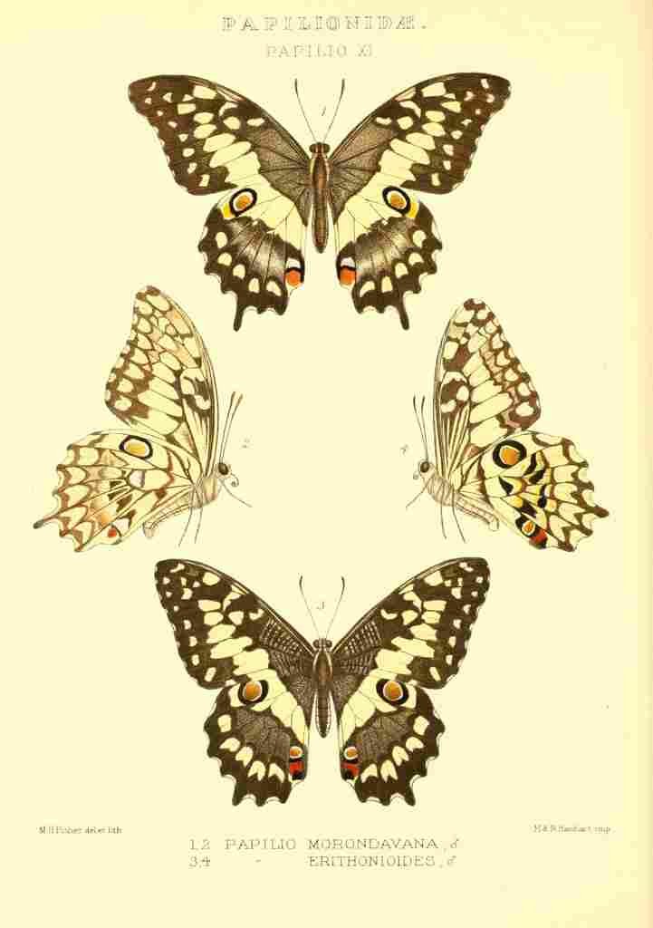 Fisher Maud Hormanexotica 1887 Papilio Morondavana A4 Photo Print