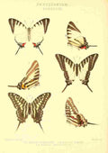 Fisher Maud Hormanexotica 1887 Papilio Various A4 Photo Print