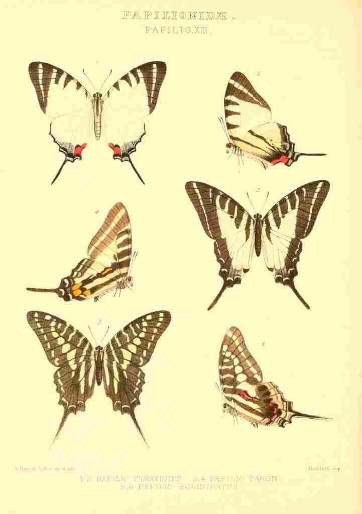 Fisher Maud Hormanexotica 1887 Papilio Various A4 Photo Print