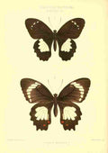 Fisher Maud Hormanexotica 1887 Papilio Websteri A4 Photo Print