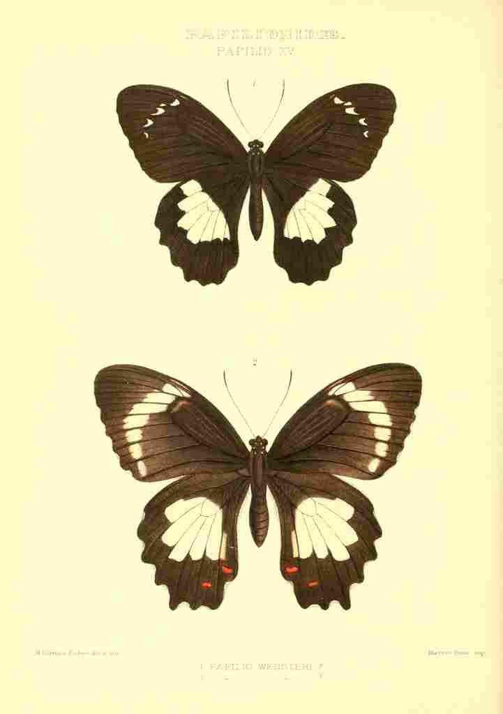 Fisher Maud Hormanexotica 1887 Papilio Websteri A4 Photo Print